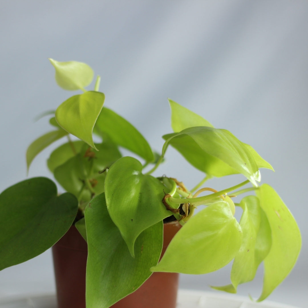 Philodendron Lemon Lime "M"