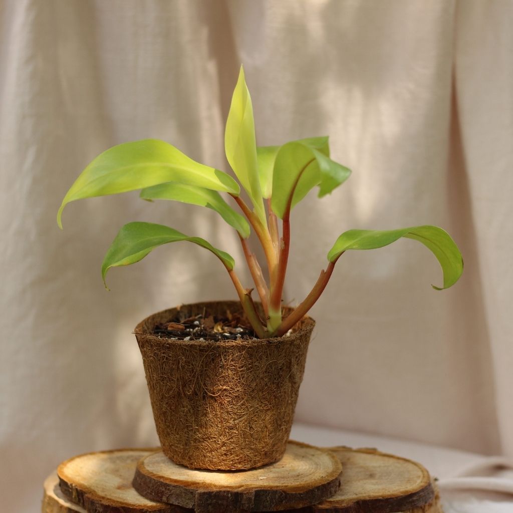 Philodendron Malay Gold "M" (šetrné k přírodě)