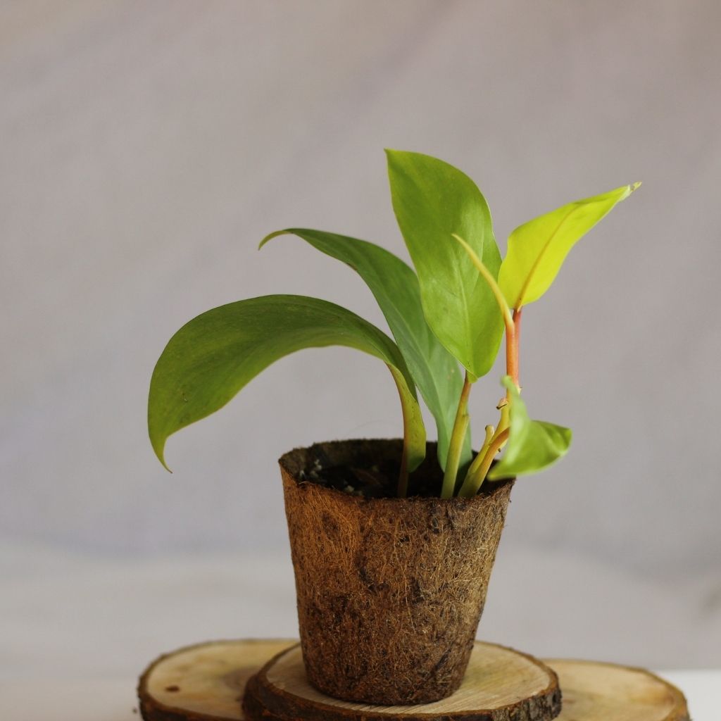 Philodendron Malay Gold "M" (šetrné k přírodě)