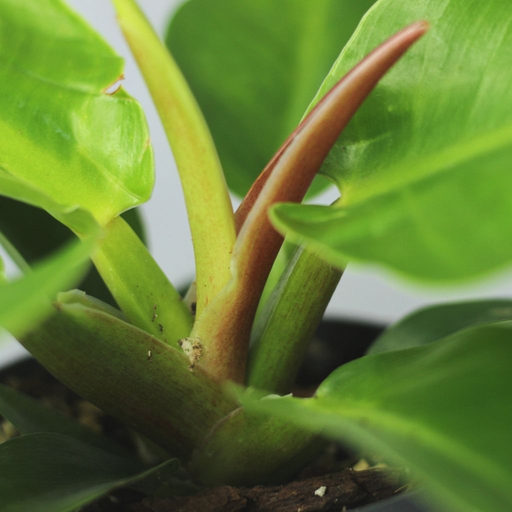 Philodendron moonlight "L"