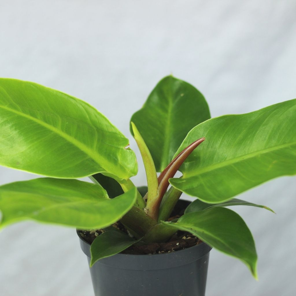 Philodendron moonlight "L"