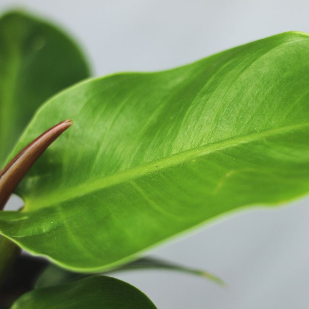 Philodendron moonlight "L"