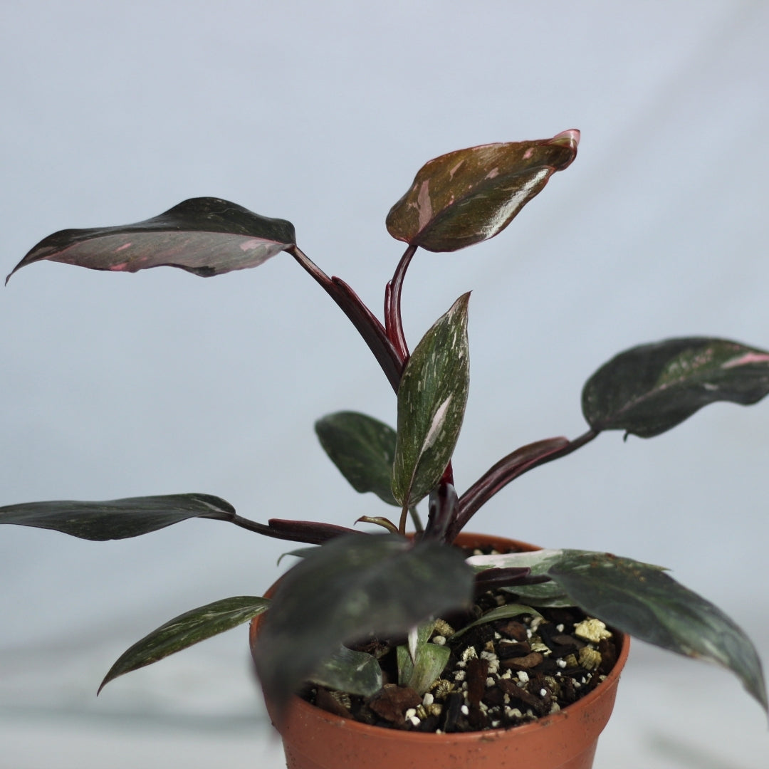 Philodendron Pink Princess "L"