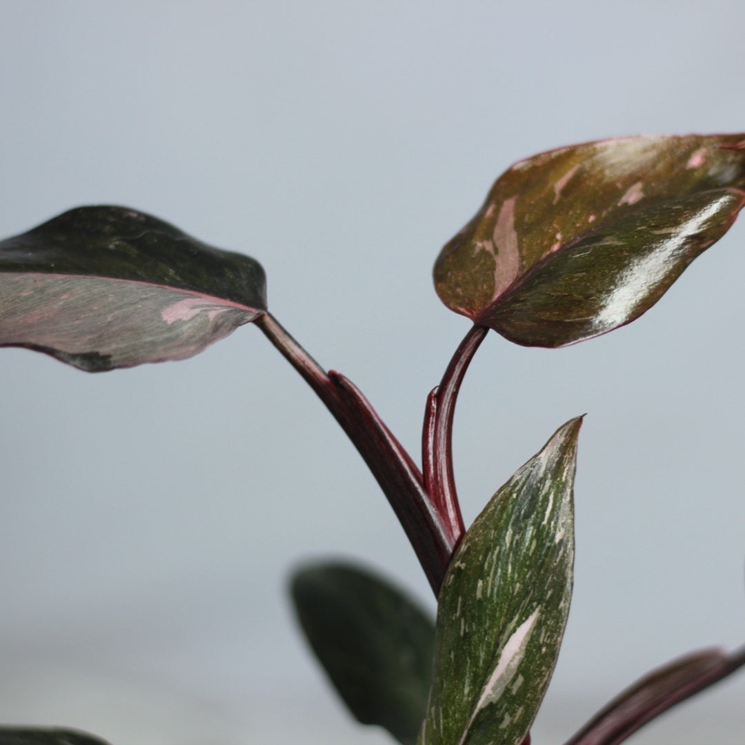 Philodendron Pink Princess "L"