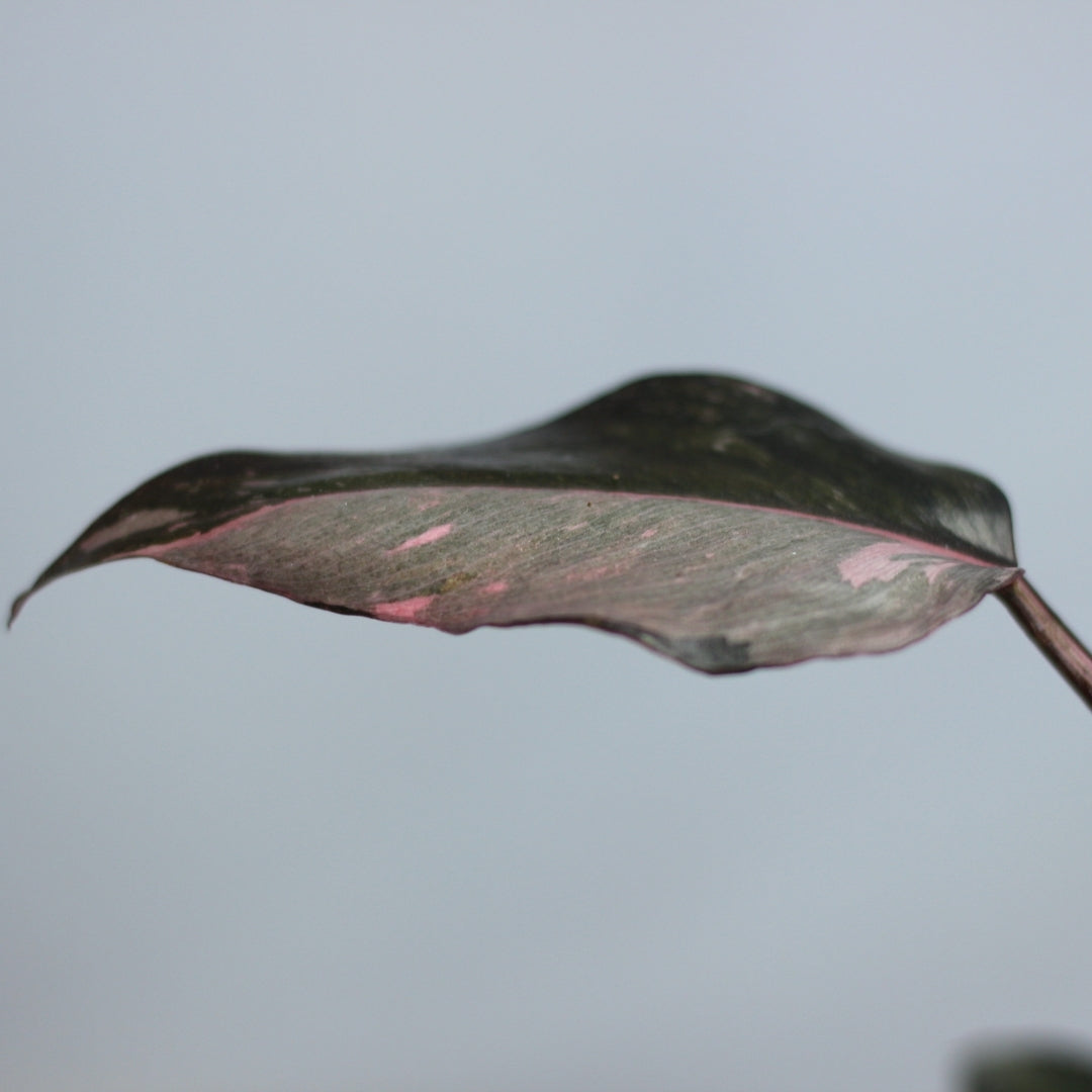Philodendron Pink Princess "L"