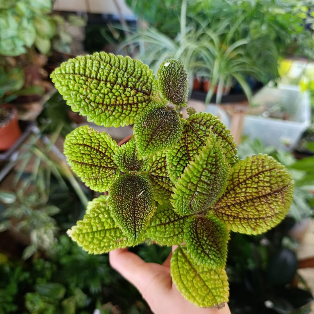 Pilea Moon Valley "M"