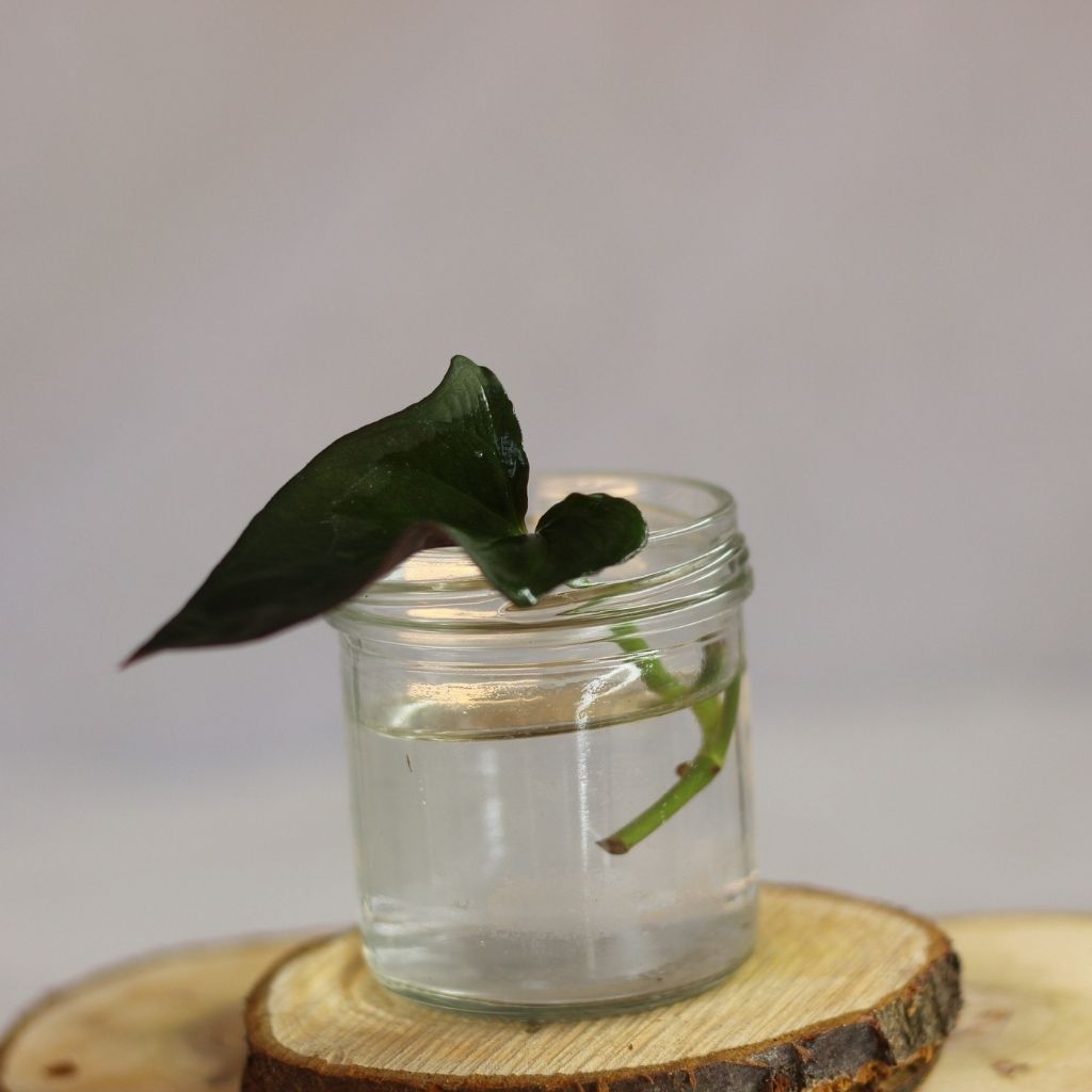 Syngonium Red Arrow - řízek k zakořenění