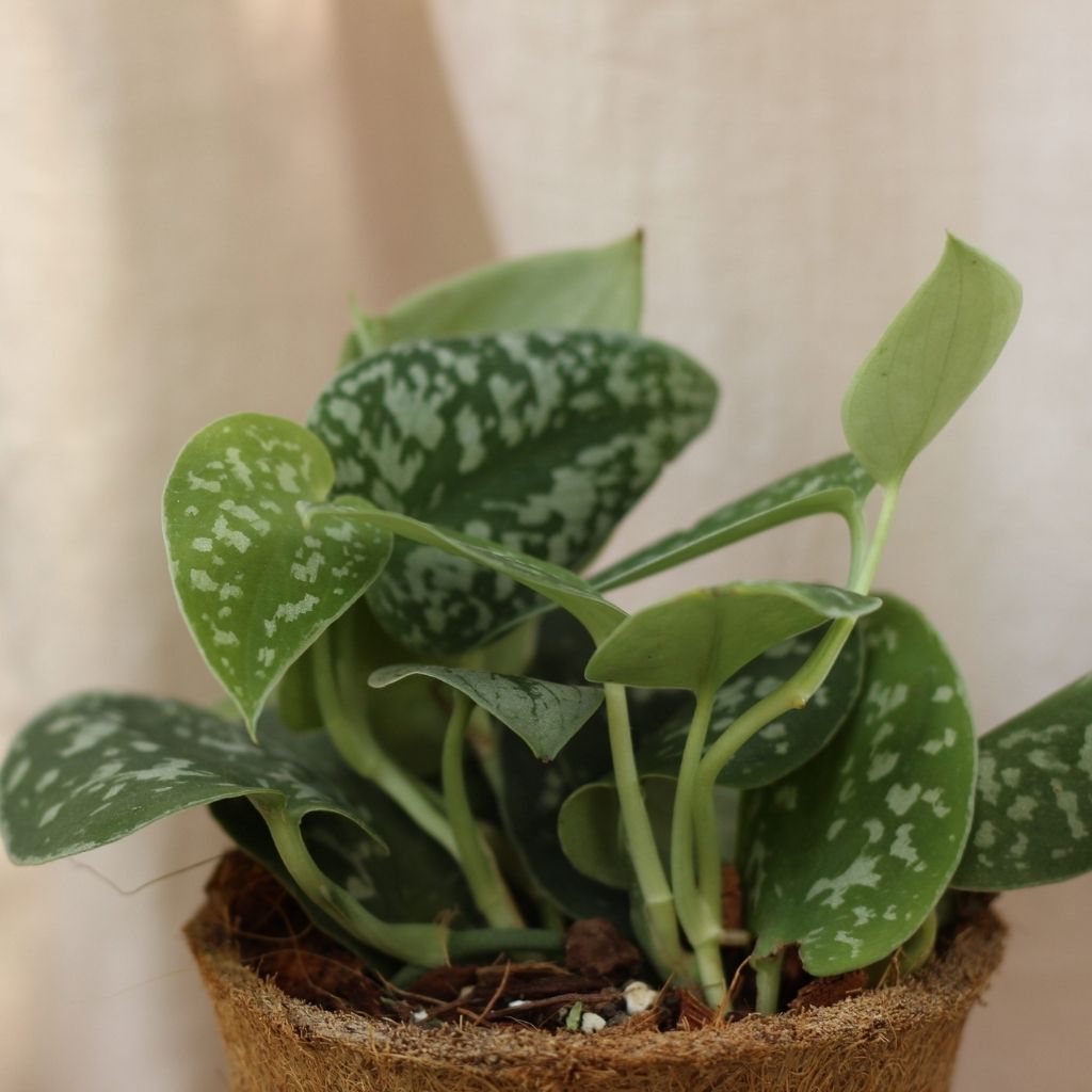 Scindapsus Pictus "M" (šetrné k přírodě)