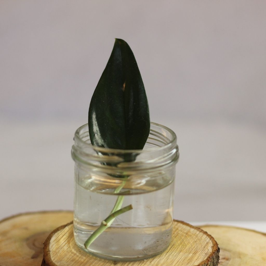 Scindapsus Treubii Dark Form - řízek k zakořenění