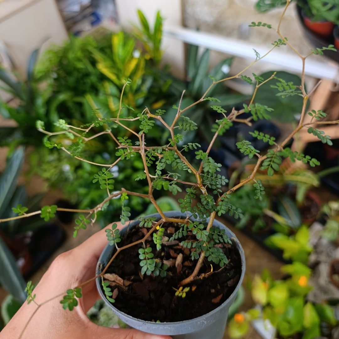 Sophora Prostrata "Little Baby" "M"