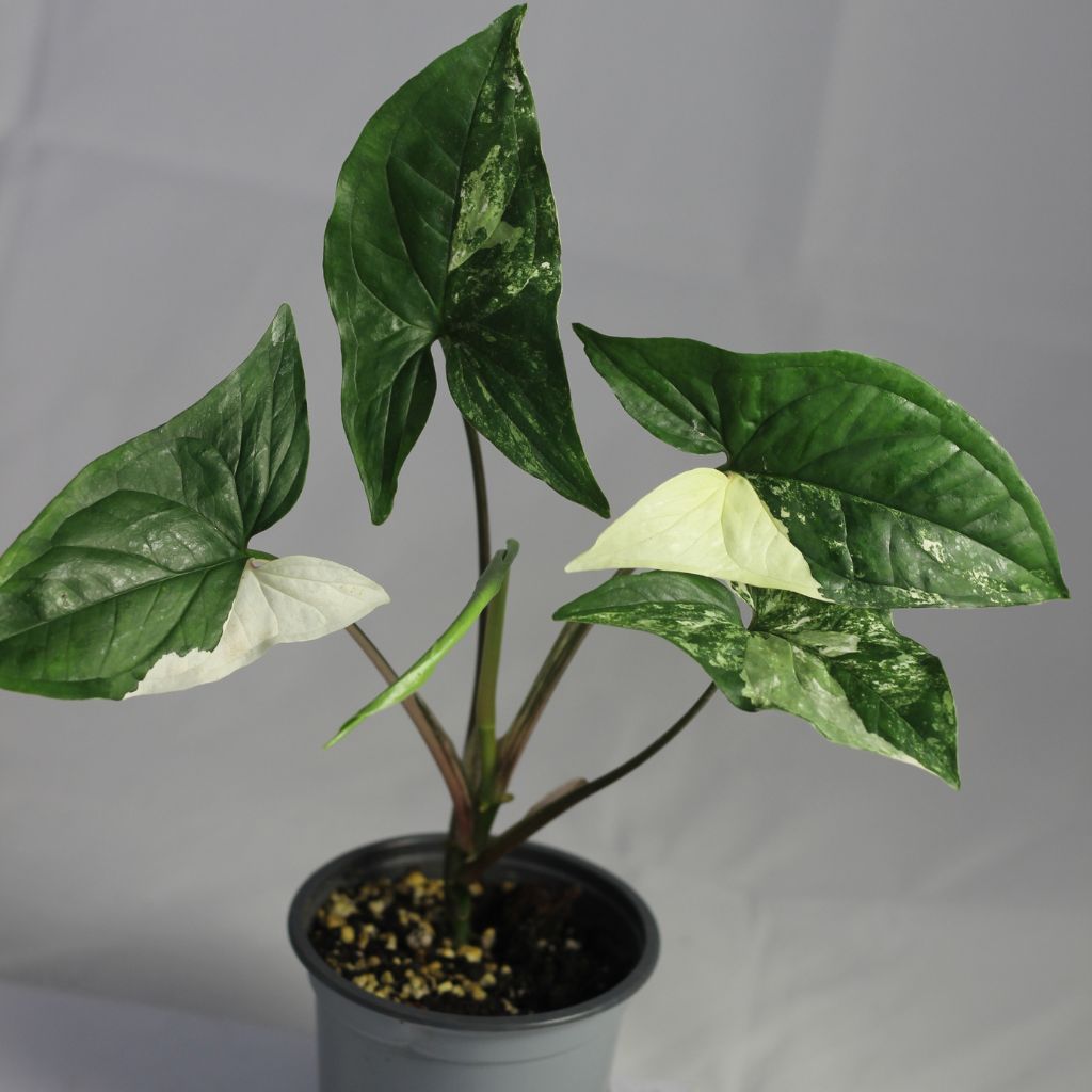 Syngonium Albo "M"