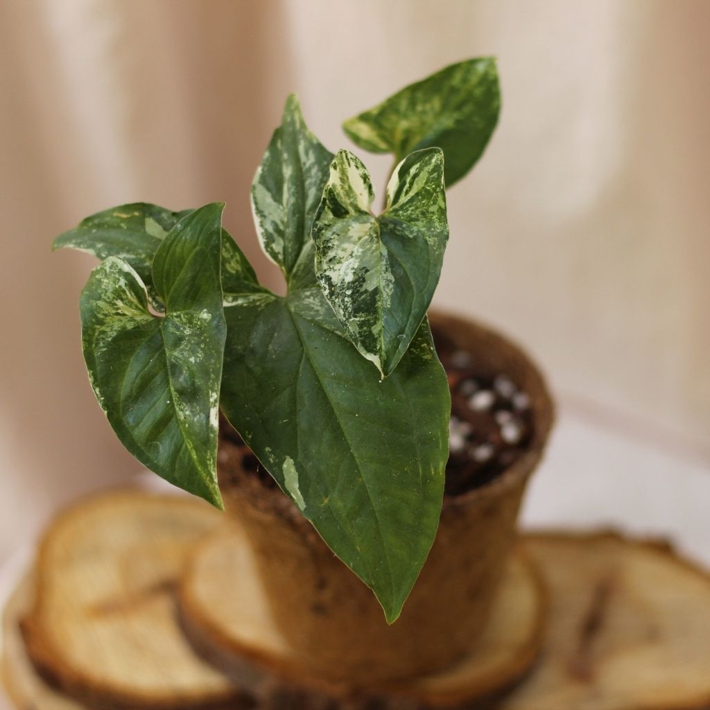 Syngonium Albo "M" (šetrné k přírodě)