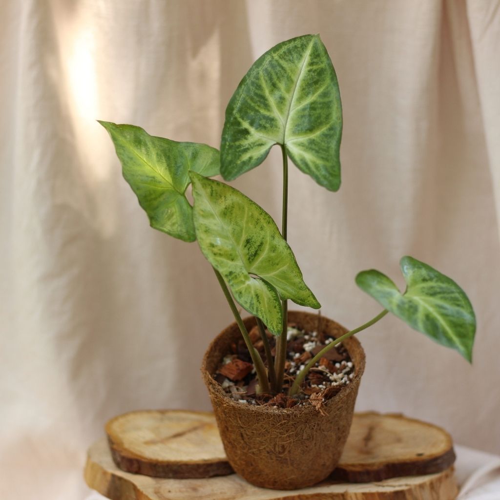 Syngonium Arrow "M" (šetrné k přírodě)