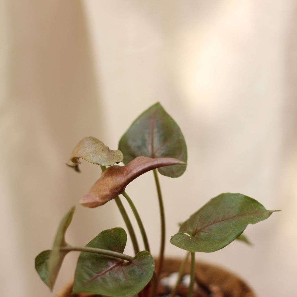 Syngonium Bronze "M" (šetrné k přírodě)