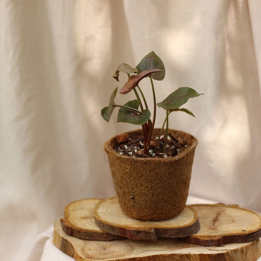 Syngonium Bronze "M" (šetrné k přírodě)
