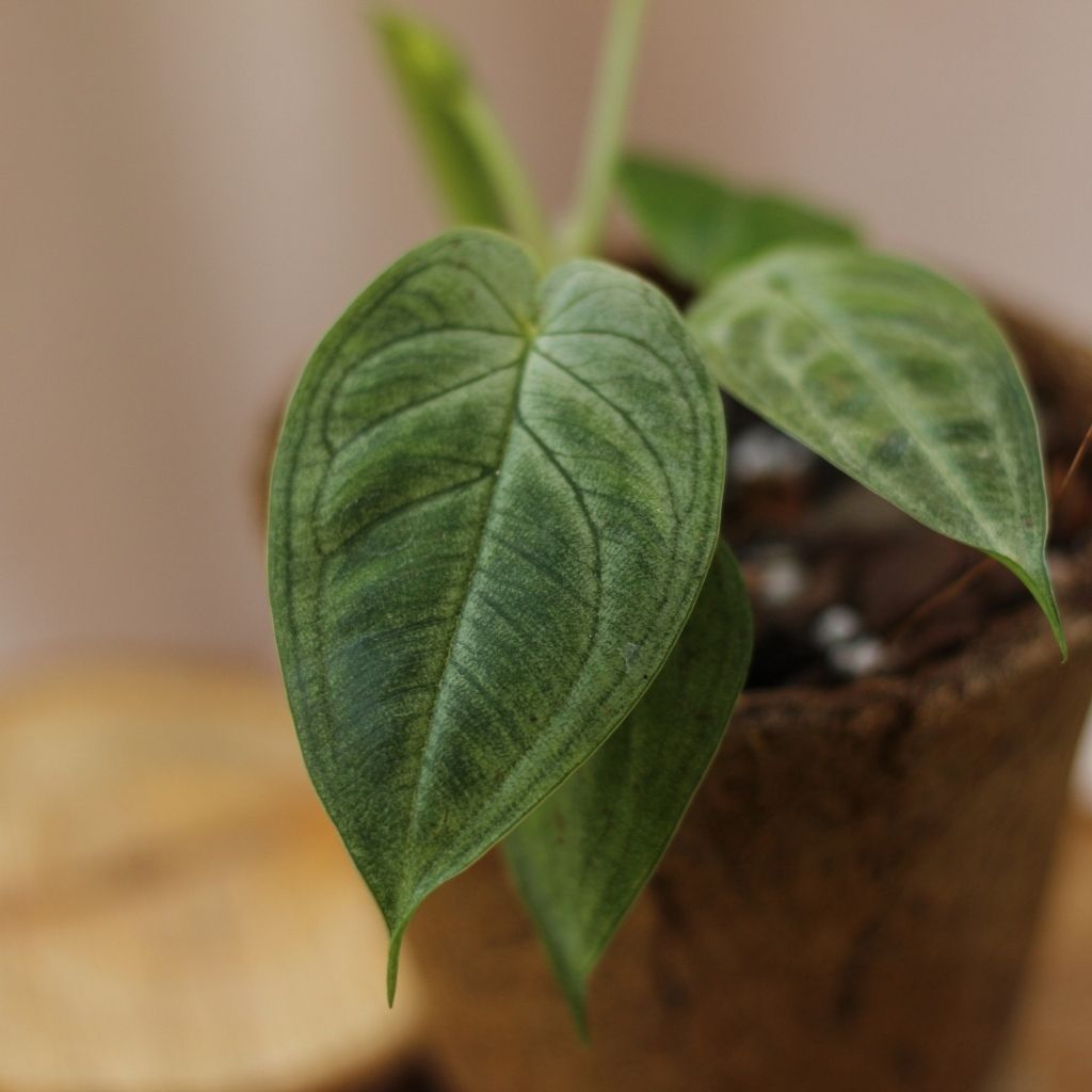 Syngonium Frosted Heart "M" (šetrné k přírodě)