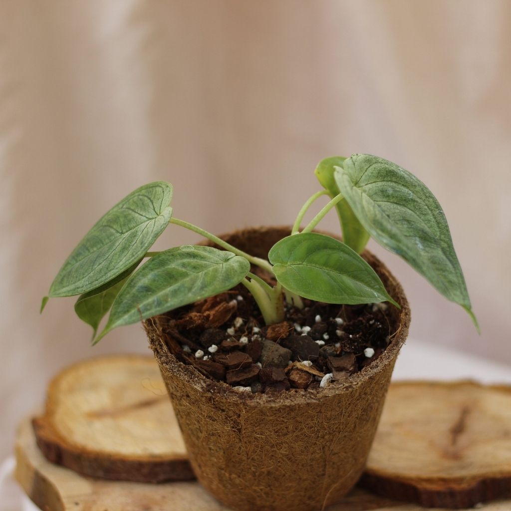 Syngonium Frosted Heart "M" (šetrné k přírodě)