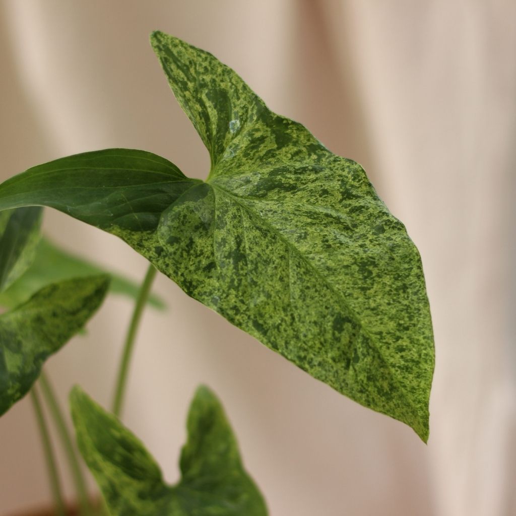 Syngonium Mojito "M" (šetrné k přírodě)