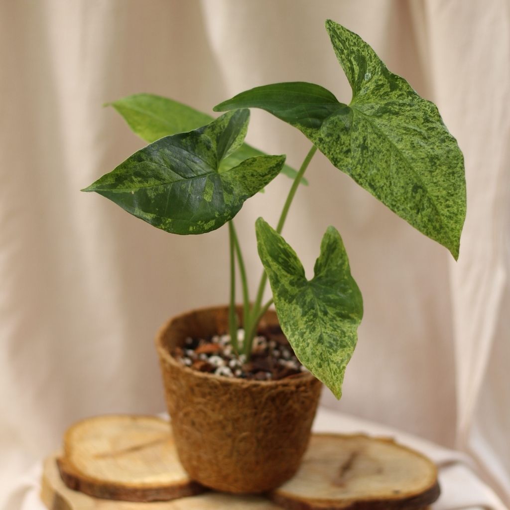 Syngonium Mojito "M" (šetrné k přírodě)