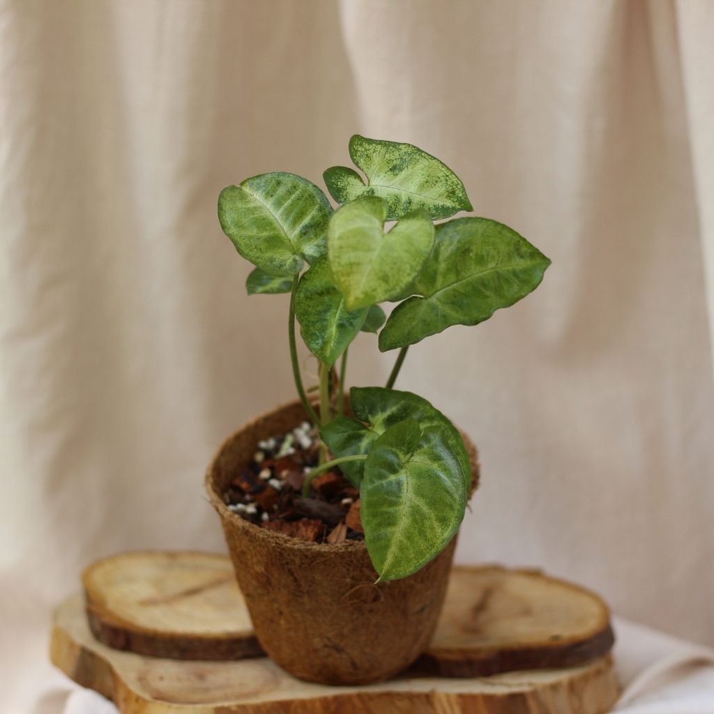 Syngonium Pixie "M" (šetrné k přírodě)
