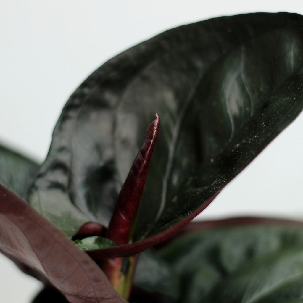 Syngonium Red Arrow "M" - kompaktní