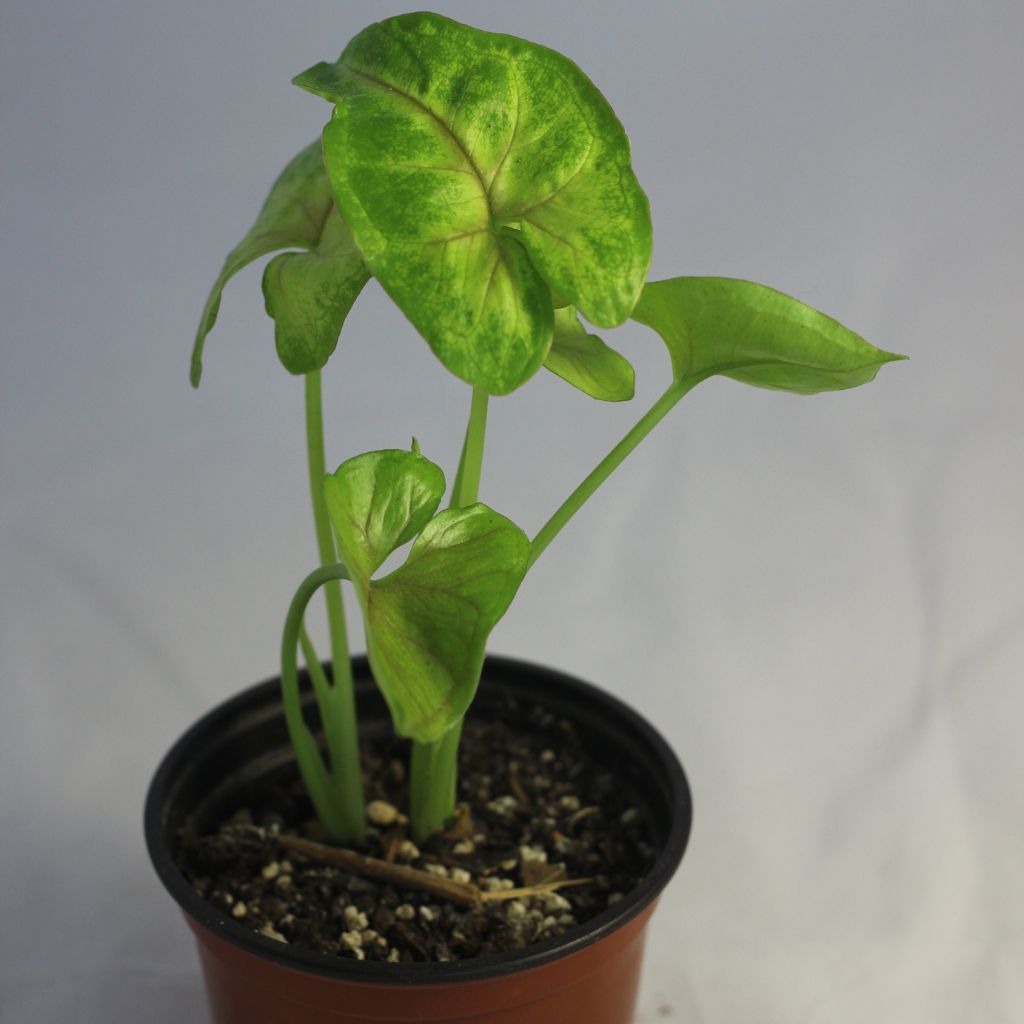 Syngonium Sunshine "M"