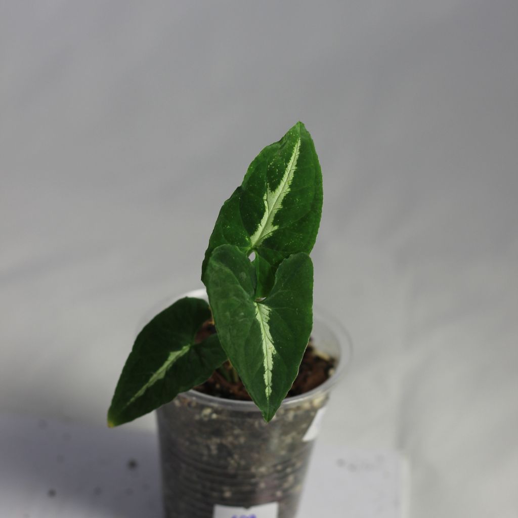 Syngonium Wendlandii "M"