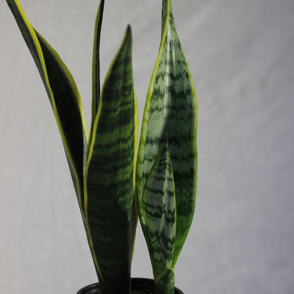 Sansevieria Laurentii "M"