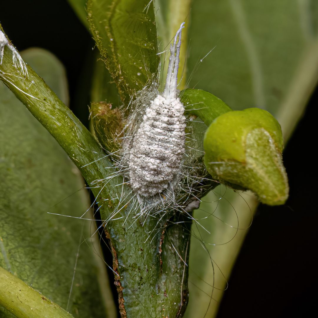 Červci na pokojovkách: Jak je poznat a zbavit se jich jednou provždy