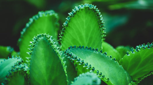 Kalanchoe daigremontiana péče a rozmnožování