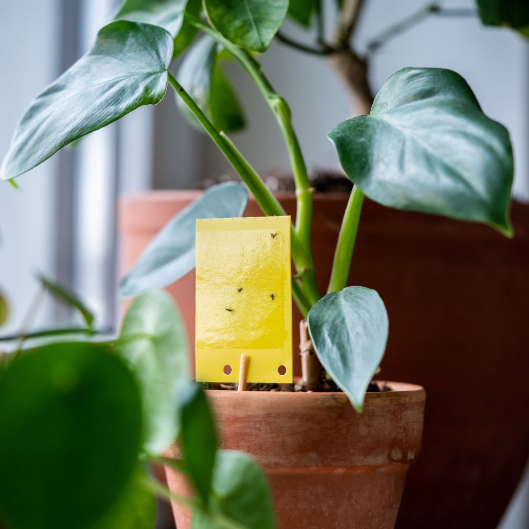 Smutnice na pokojovkách: Jak je poznat a navždy se jich zbavit