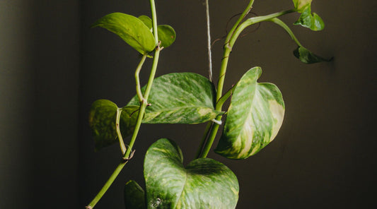 Epipremnum aureum (šplhavnice zlatá)