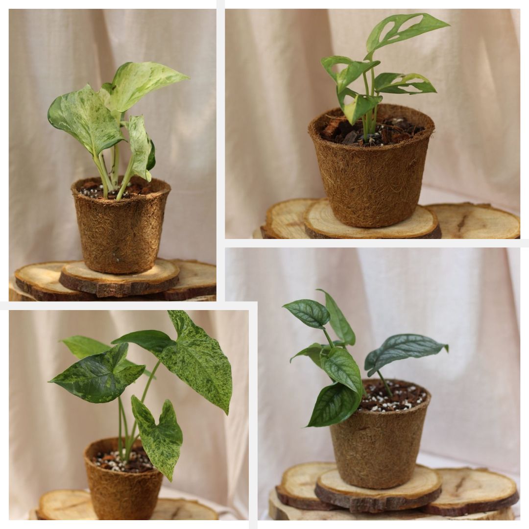 Šetrné k přírodě: odolné rostliny, co zvládnou každý domov