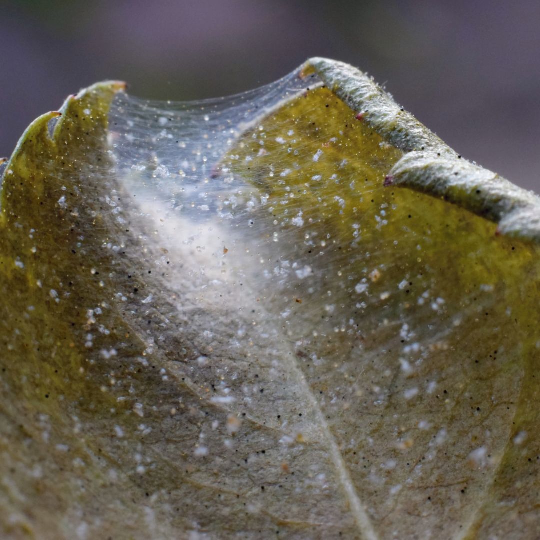 Suchý vzduch a teplo: ideální kombinace pro svilušky (a katastrofa pro pokojovky)