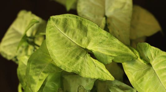 Syngonium: pěstování a péče o pestrobarevné listy