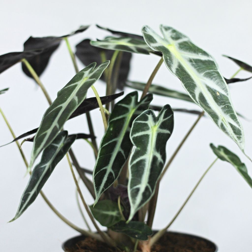 Alocasia
