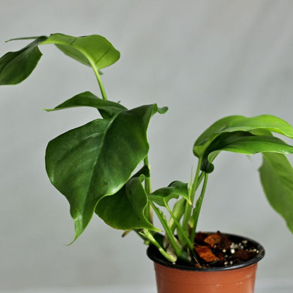 Rhaphidophora Tetrasperma "M"
