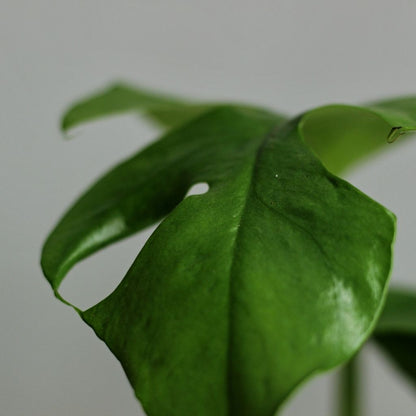 Rhaphidophora Tetrasperma "M"
