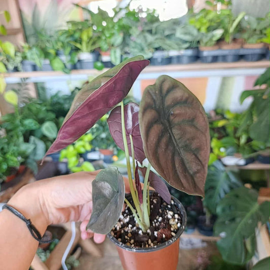 Alocasia cuprea Red Secret "M"
