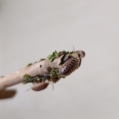 Armadillidium Klugii