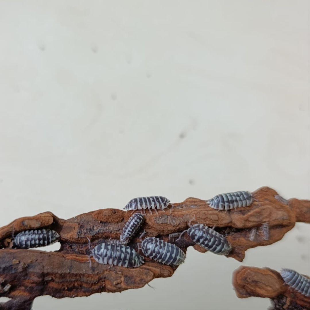 Armadillidium maculatum "Zebra"