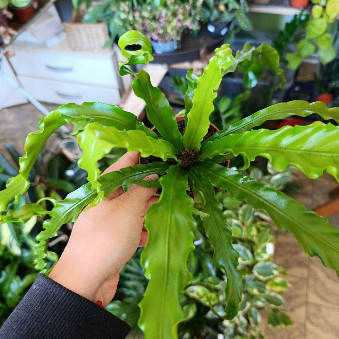 Asplenium antiquum Osaka "S"