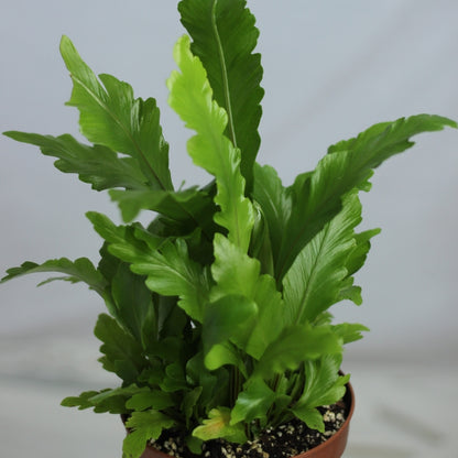 Asplenium nidus Campio "M"