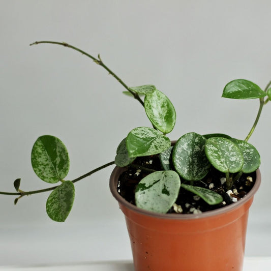 Hoya Mathilde Splash "M"