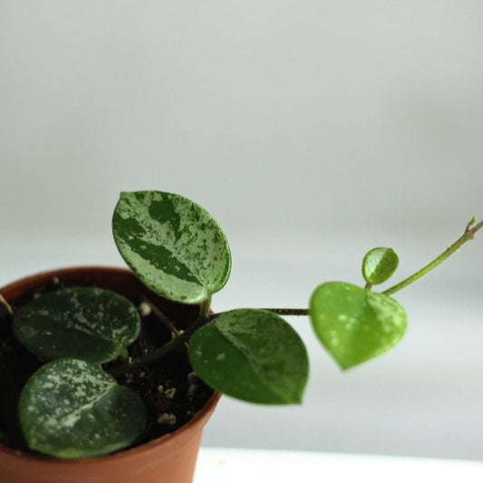 Hoya Mathilde Splash "S"