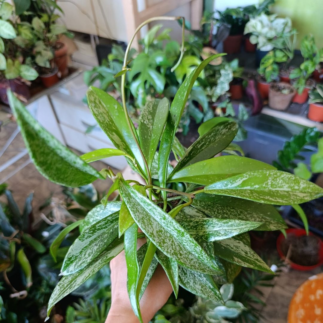 Hoya pubicalyx "Silver Spot"