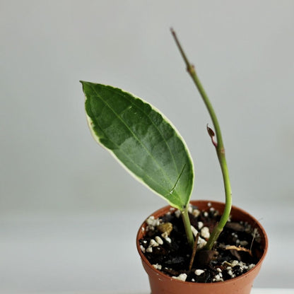Hoya Macrophylla Variegata "S"
