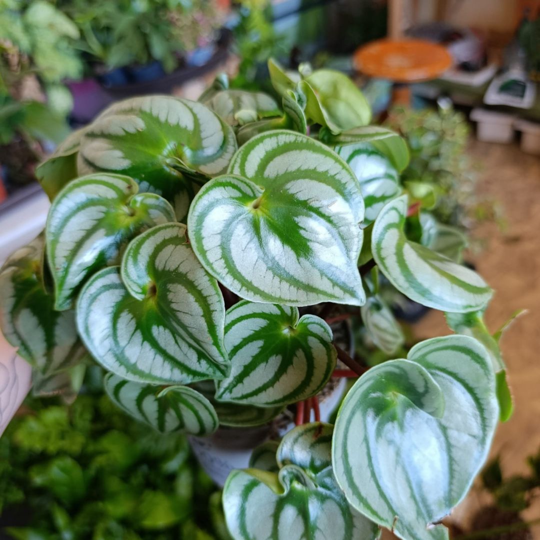 Peperomia Argyreia