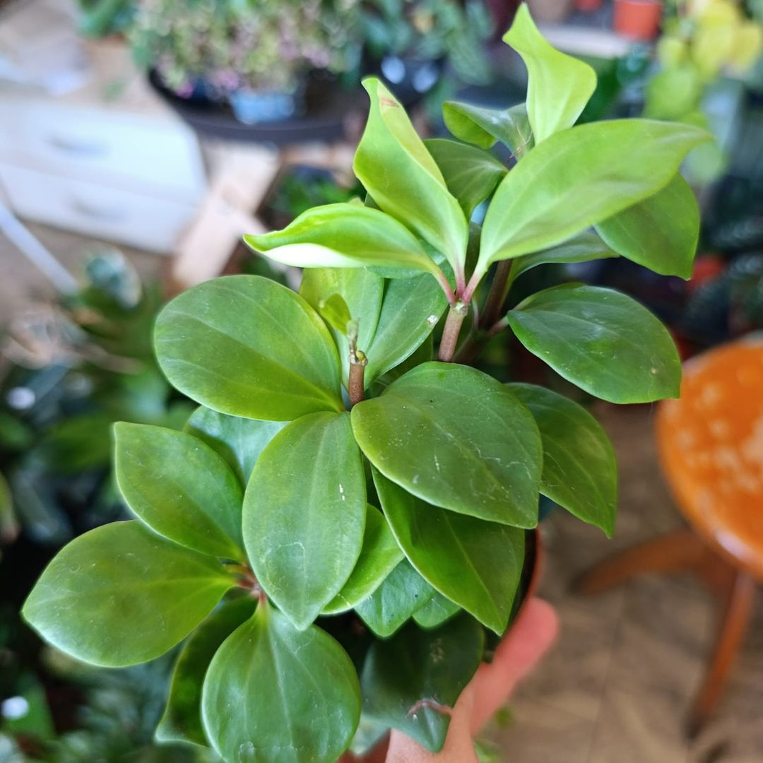 Peperomia pereskiifolia "M"