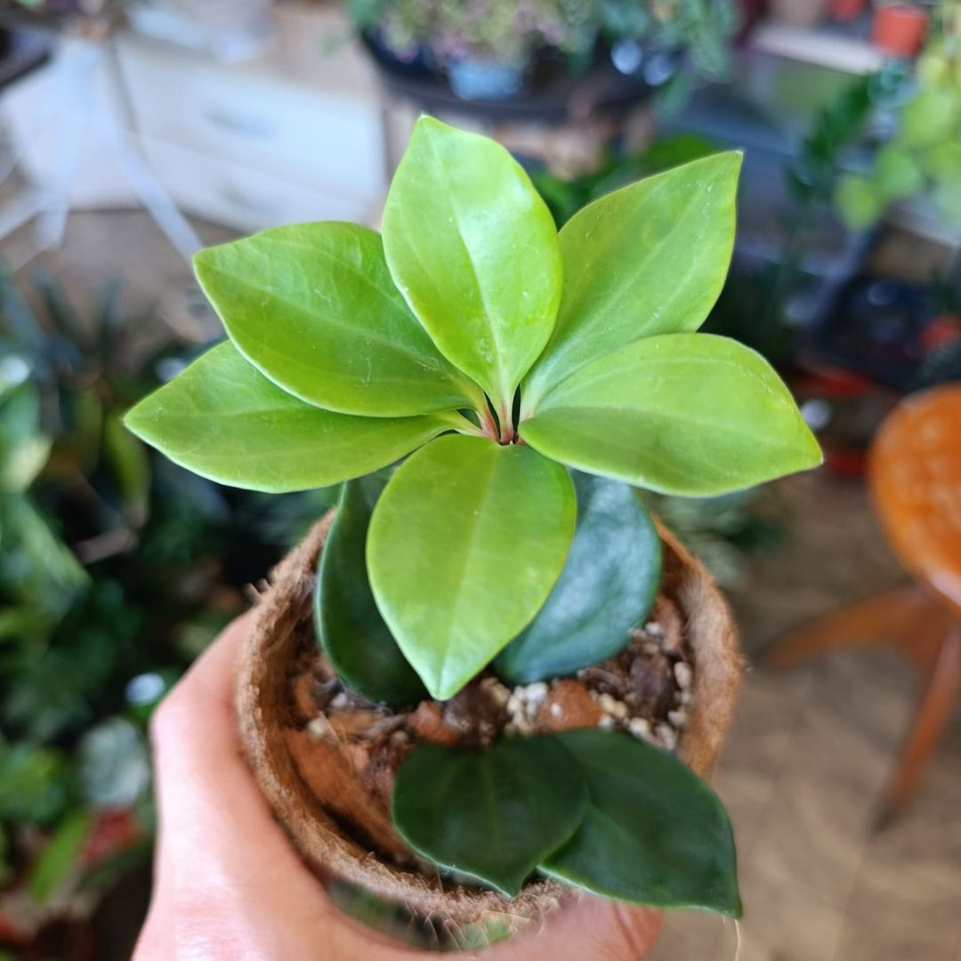 Peperomia pereskiifolia (šetrné k přírodě)